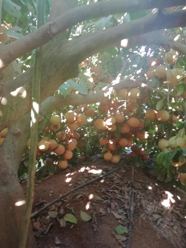 Product image - Egyptian fresh navel oranges 